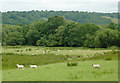 Grazing in the Aeron Valley south-west of Llangeitho, Ceredigion