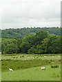 Grazing in the Aeron Valley south-west of Llangeitho, Ceredigion