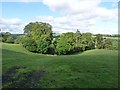 Field and wood at Sunnybrae Scaur