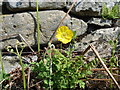 Welsh Poppy - Meconopsis cambrica