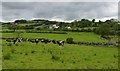 Cows grazing near  Backe