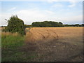 View towards  a small wood near Eagle Barnsdale