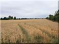 Field next to allotments near Bodicote