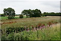 Fields beside Leatherbarrows Lane, Maghull