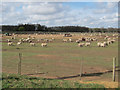 Sheep on Cavenham Heath