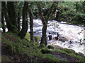 Divers in the River Plym