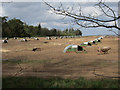 Outdoor reared pigs