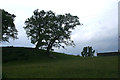 Trees and Pasture