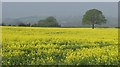 Oilseed rape, Corvedale