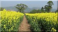 Path through oilseed rape