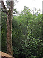 Dense woodland hides the Afon Teifi near Llanfair Clydogau, Ceredigion