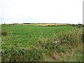 Crop land between Lough Money and Loughmoney Road, Loughmoney Townland