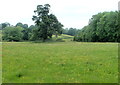 Trees in a field, Cilycwm Road, Llandovery