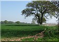 Arable land near Ashfield