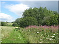 Woodlands Farm field path