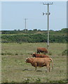 Cattle on Treve Common