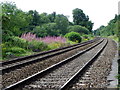 Fireweed by the railway, Sherrington Lane