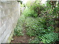 Overgrown footpath in St Brides Major