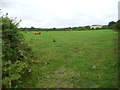 Cattle and horses share a field near Wallas Farm