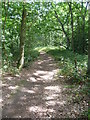 Footpath across Ham Common