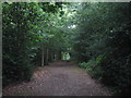 Green Chain Walk in Lesnes Abbey Woods