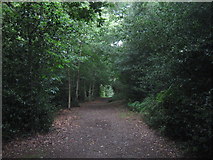 TQ4778 : Green Chain Walk in Lesnes Abbey Woods by David Anstiss