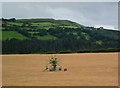 Cae o wenith / Wheat field