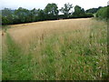 Grassy meadow above Llangenny