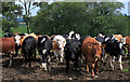 2011 : Beefburgers on the hoof, Winterwell Farm