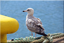 O2839 : Young Herring Gull, Howth, Ireland by Christine Matthews