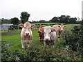 H6058 : Cattle, Sess Kilgreen by Kenneth  Allen