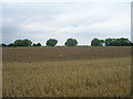 Farmland near Fockerby