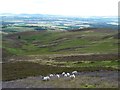 NN9935 : Hill sheep by James Allan