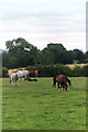 N8158 : Horses by Martin Malone