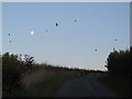 SK7805 : Swallows in front of the moon by Stephen Craven