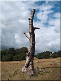 SE2912 : Natural Sculpture - dead tree at Yorkshire Sculpture Park by Neil Theasby
