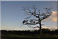 Mid Devon : Tree & Roadside