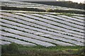 Mid Devon : Farm Field