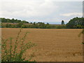 Farmland off Common Lane