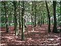 Woodland east of Minsmere Road