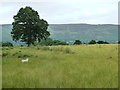 Lone tree in a sheep field