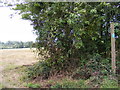 Footpath to Clopton Green