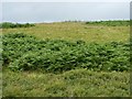 NN1881 : Bracken, grass and scrub rough grazing looking towards Tom nan CÃ¹bairean by Phillip Williams
