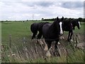 Horses near Ruskington Fen Chapel