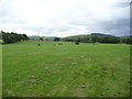 Cows and calves beside the footpath