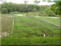 Watercress Beds, Old Alresford