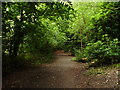 Woodland path, Eastham Country Park