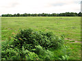 View across pasture on Leiston Common