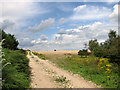 Track into fields by Crown Farm, Leiston