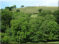 Woodland west of Gartheli, Ceredigion